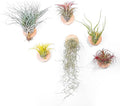 MITIME Air Plants Holders-Real Wood Live Air Plant Holders.Rustic Air Plant Stand,Wall-mounted to save space.(Plants not included)(Orbicular Set of 6)