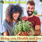 Dr. Lu’s Organic Bonnie Curly Spider Plant | Air Purifying House Plants | Rooted Spider Plant | Easy Grow Indoor Plants | Live Plants in 6'' Nursery Pot
