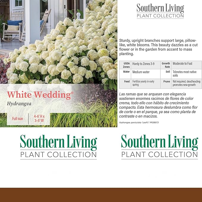 2 Gallon Southern Living Hydrangea White Wedding Shrub