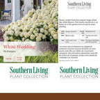 2 Gallon Southern Living Hydrangea White Wedding Shrub