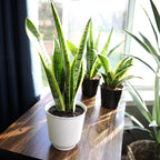 Live Snake Plant, Sansevieria trifasciata Laurentii, Fully Rooted Indoor House Plant in Pot, Mother in Law Tongue Sansevieria Plant, Potted Succulent Plants, Sansevieria laurentii by Plants for Pets