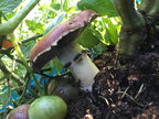 Root Mushroom Farm- 30 Mushroom Liquid Cultures /Wine Cap(Stropharia rugoso-Annulata)