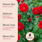 Heirloom Climbing Roses, Live Own Root Plant for Outdoor Garden, Cherry Frost™, Lightly Fragrant, Hardiness Zones 4-8, Repeat Blooming