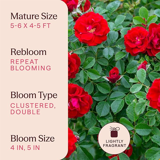 Heirloom Climbing Roses, Live Own Root Plant for Outdoor Garden, Cherry Frost™, Lightly Fragrant, Hardiness Zones 4-8, Repeat Blooming