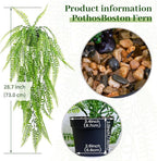 LOYWREE 2Pack Small Fake Hanging Plant with Pot, Artificial Potted Fern Plant, 28.7-in Long Faux Hanging Ferns Vine Plant for Shelf Home Office Indoor Outdoor Garden Greenery Decor (Black Pot)