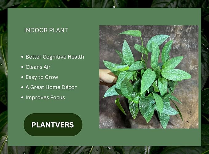 PLANTVERS Cebu Blue Pothos in a 6" Nursery Pot– Epipremnum Pinnatum Live Plant – Easy Indoor Vining Plant – Low Light Tropical Houseplant – Air Purifying & Pet-Friendly Indoor Plant