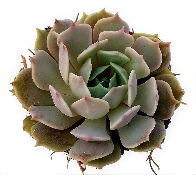 Fat Plants San Diego Live Echeveria Succulent Plant in a 4 inch Plastic Growers Pot (4 inch, lola)