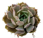 Fat Plants San Diego Live Echeveria Succulent Plant in a 4 inch Plastic Growers Pot (4 inch, lola)