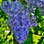 CarpetC 300+ Lilac Seeds for Planting, Hardy Perennial Shrub Non-GMO Fragrant Spring Blooms Syringa vulgaris for Home Outdoor Borders, Hedges & Pollinator Gardens