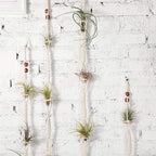 Shappy 4 Pieces Air Plants Holders Hanger Air Plant Wall Hanger Handmade Rope Hanging Plant Holder Woven with 4 Hooks for Home Decoration