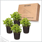 Live Aromatic and Edible Herb - Lemon Balm (4 Per Pack), Naturally Reduces Stress and Improves Air Quality, 8" Tall by 4" Wide