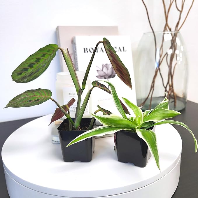 Easy to Grow House Plant Pack (12PK), Grower's Choice Indoor Plants Live Houseplants, Approx. 4" Tall, Pothos, Philodendron, Peperomia, Fern, Low Light Varieties for Home or Office by Plants for Pets