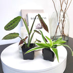 Easy to Grow Houseplants (6PK), Live House Plants in Plant Containers, Growers Choice Plant Set in Planters with Potting Soil Mix, Home Decor Planting Kit or Outdoor Garden Gifts by Plants for Pets
