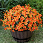 Artificial Faux Flowers for Outdoor 16 Bundles Boxwood Fake Morning Glory for Planter,UV Resistant Fake Flowers for Home Porch Patio Outside（Orange）