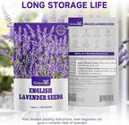 Groundio 1500+ English Lavender Seeds for Planting, Non-GMO | Heirloom | High Germination Dwarf Lavender Herb Seeds for Indoor & Outdoor Pollinator Attract (Lavandula Angustifolia)