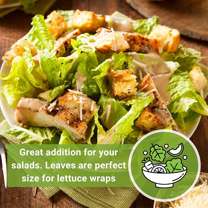 Sow Right Seeds - Giant Caesar Lettuce Seeds for Planting - Non-GMO Open Pollinated Heirloom Packet with Instructions to Grow Lettuce from Seed Indoors or Outdoors - Great Hydroponic Variety (2)