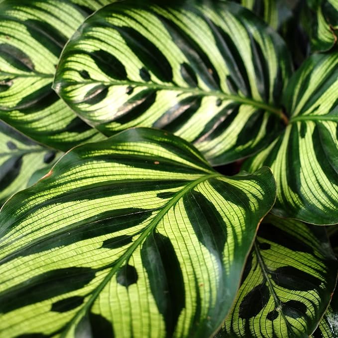 Plants for Pets Calathea Makoyana, Pet Friendly Prayer Decor in 6" White Pot, Live Houseplant Gift, Cat Safe, Decorative Desk House Plants by Plants for Pets