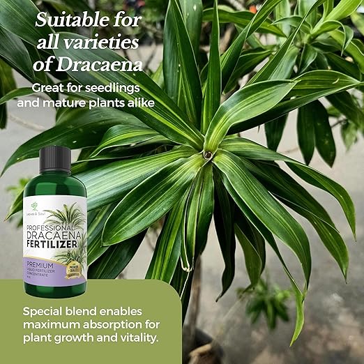 Professional Dracaena Plant Fertilizer Liquid 3-1-2 Concentrate 8 oz, Premium Dracena Liquid Plant Food for Indoor Plants, Liquid Dracaena Plant Fertilizer Made in USA