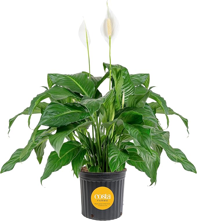 Costa Farms Peace Lily Extra Large Live Plant in Plastic Pot, Air Purifying Flowering Indoor Houseplant, Perfect for Home, Room, or Office Decor, Great House Warming or Birthday Gift, 3-4 Feet Tall