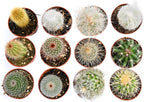 Cactus Plants Live – Small Assorted 2-Inch Cactus Plants – Fully Rooted Potted Cactus Plants – Live Cactus Plant Set (12)