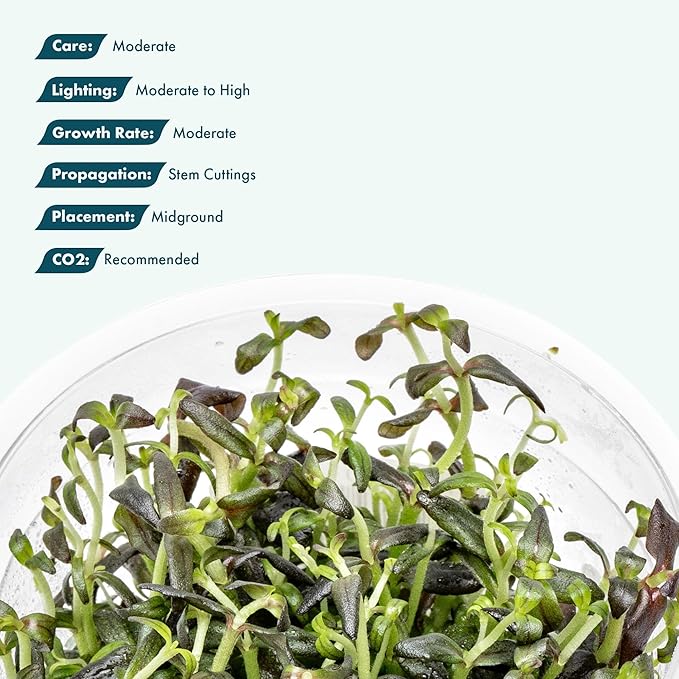 SubstrateSource Live Plant - Purple Bacopa (Bacopa Salzmannii) - Midground Stem with Violet Tones, Snail-Free in Vitro Aquarium Plant - Tissue Culture