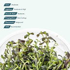 SubstrateSource Live Plant - Purple Bacopa (Bacopa Salzmannii) - Midground Stem with Violet Tones, Snail-Free in Vitro Aquarium Plant - Tissue Culture