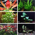 California Bundle - 25+ Stems / 6 Species Live Aquarium Plants Package