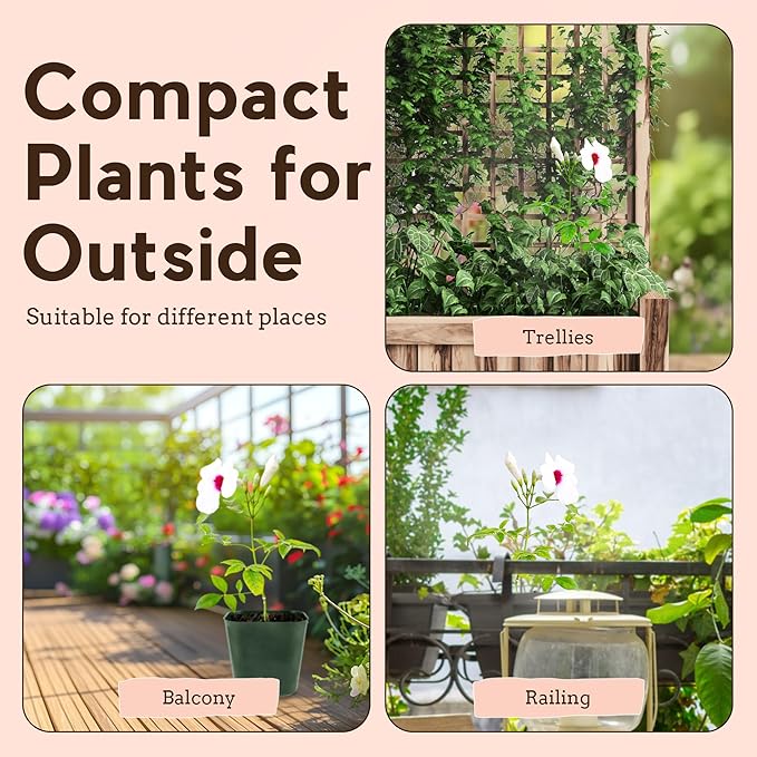 My Shelfie - Pink Bower Flower Vine, Pink Plant Vine for Trellises, Railings, Balconies, and More, 5-6 Inches Tall Live Plants in 2-Inch Pot, Outdoor Plant for USDA Zones 9-11 (5)