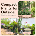 My Shelfie - Pink Bower Flower Vine, Pink Plant Vine for Trellises, Railings, Balconies, and More, 5-6 Inches Tall Live Plants in 2-Inch Pot, Outdoor Plant for USDA Zones 9-11 (3)