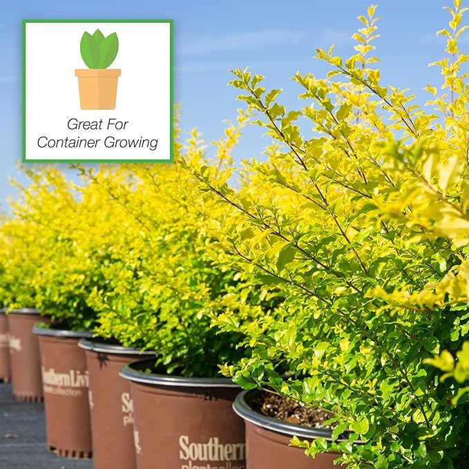 Perfect Plants Sunshine Ligustrum Shrub 3 Gallon | Live Plant Perfect for Southern Climates | Bright Yellow Foliage | Dwarf Shrubs for Landscaping