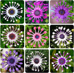 145+ Rare Perennial African Rare Daisy Flower Seeds for Planting Outdoor-Non-GMO Heirloom Garden Decoration
