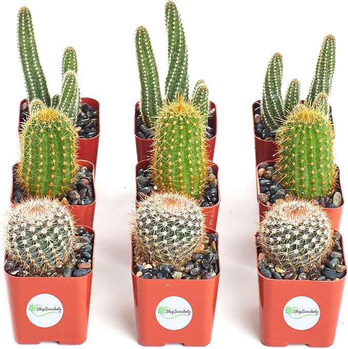 Shop Succulents | Cool Cactus Collection of Live Succulent Plants, Hand Selected Variety Pack of Cacti | Collection of 9 in 2" pots