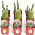 Shop Succulents | Cool Cactus Collection of Live Succulent Plants, Hand Selected Variety Pack of Cacti | Collection of 9 in 2" pots