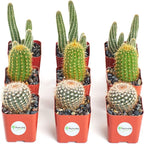 Shop Succulents | Cool Cactus Collection of Live Succulent Plants, Hand Selected Variety Pack of Cacti | Collection of 9 in 2" pots