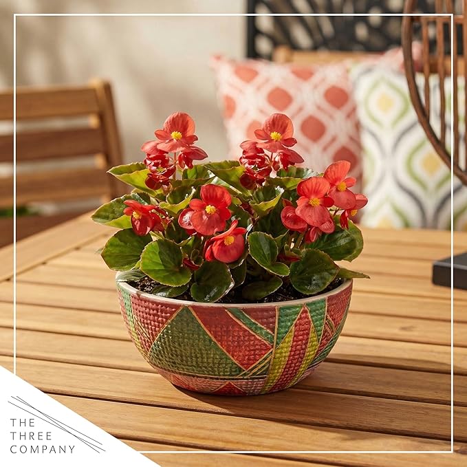 Live Begonia - Green Leaf Ambassador Red (4 Per Pack), Beautiful Shade Annual, Ships 8" Tall by 4" Wide in 1 Pt Pot