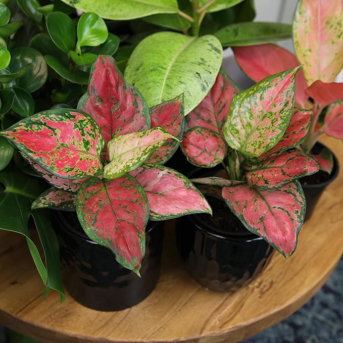Beauty Aglaonema Chinese Evergreen Live Plant, Variegated Plant Exotic House Plants Live Tropical Plants, Rare House Plants Indoors Live Plants Indoor Plants Live Houseplants by Plants for Pets