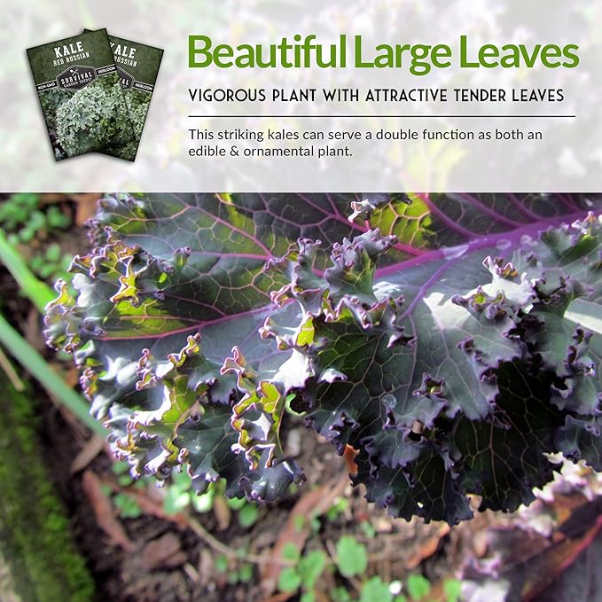 Red Russian Kale Seeds for Planting – Heirloom Red Kale – Cold Hardy for Fall & Spring Gardens – Edible, Frilly Blue-Green Leaves, Purple Stems - Survival Garden Seeds (2 Packs)