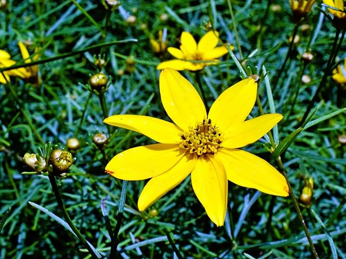 Greenwood Nursery: Live Perennial Plants - Moonbeam Tickseed + Coreopsis Verticillata - [Qty: 10x Pint Pots] - (Click for Other Available Plants/Quantities)