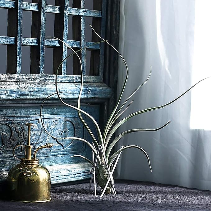 4 Packs Airplant Plants Holder Metal Base Geometric Air Plants Stand Tabletop Air ferns Planter Rack White Tillandsia Display Containers Himmeli Decor .