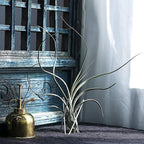 4 Packs Airplant Plants Holder Metal Base Geometric Air Plants Stand Tabletop Air ferns Planter Rack White Tillandsia Display Containers Himmeli Decor .