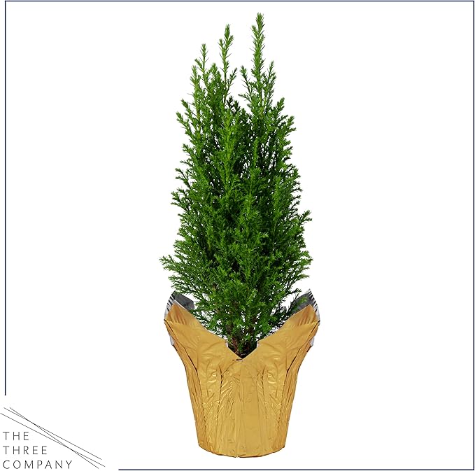 Live Dark Green Cypress Tree - Tabletop Decoration - 12" Tall by 5" Wide in Deco Cover