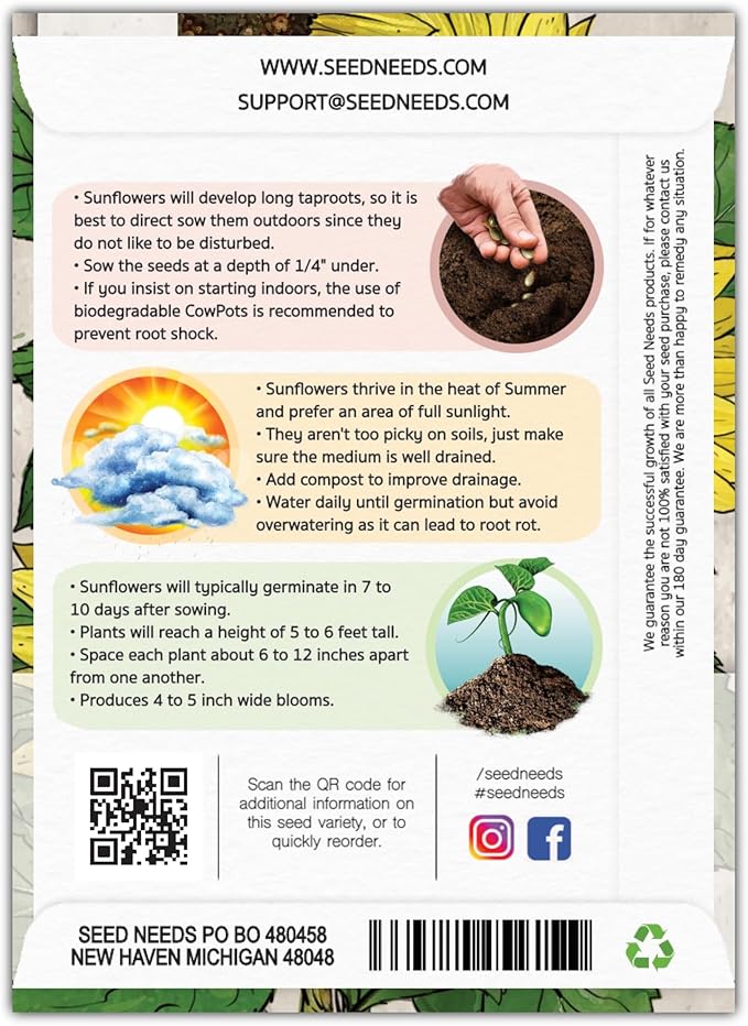 Seed Needs Sunflower Seeds for Planting Lemon Queen Sunflowers - Heirloom & Open Pollinated Flower Seed to Plant & Grow an Outdoor Home Grown Butterfly Garden (2 Packs)