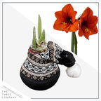 Waxed Amaryllis Bulb - Decorative Black Sweater, Red Blooms - Easy Care - No Watering Needed!