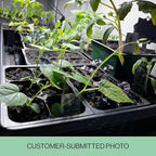 Seed Starter Trays, 144 Cells (24 Trays - 6 Cells Per Tray) + Plant Stakes