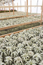 Garden in the City Air Plant Tillandsia Xerographica 6" Wide, Greenhouse Grown, Ships from California, Indoor Outdoor