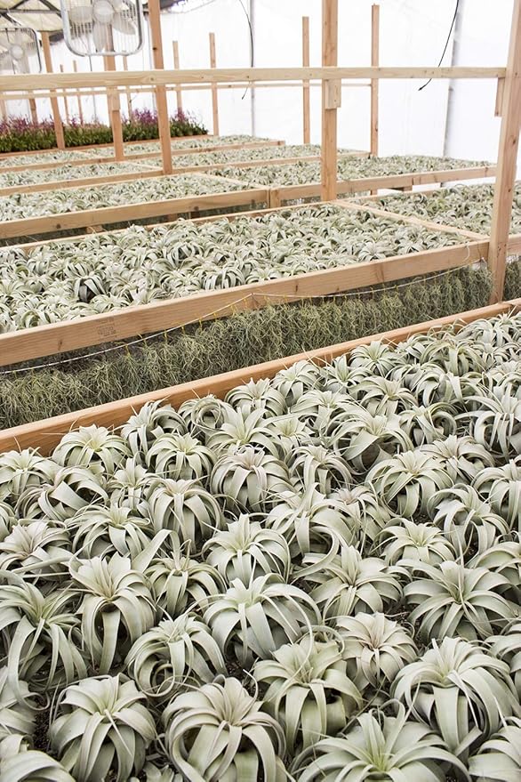 Garden in the City Air Plant Tillandsia Xerographica 6" Wide, Greenhouse Grown, Ships from California, Indoor Outdoor
