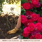 Heirloom Climbing Roses, Live Own Root Plant for Outdoor Garden, The Prince's Trust™, Lightly Fragrant, Hardiness Zones 5–10, Continual Blooming