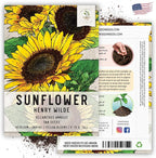 Seed Needs Henry Wilde Sunflower Seeds for Planting - Heirloom & Open Pollinated Cut Flowers - Annual Wildflowers to Grow a Butterfly Garden (1 Pack)