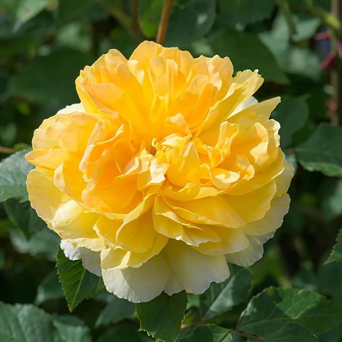 295+ Rose Tree Seeds, Perennial Flower Bush for Outdoor Home Garden Yard Landscape Decoration, Hardy Ornamental Flowering Shrub Gardening Gift