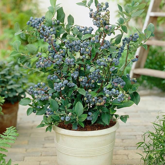 Brighter Blooms - Top Hat Blueberry Bush, 1 Gallon - No Shipping to AK, AZ, CA, GA, HI, MI, OR, WA
